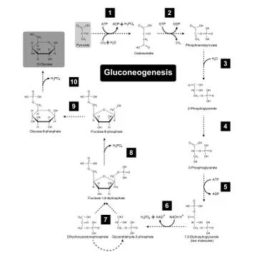Gluconeogenesis metabolic pathway Ilustración de archivo