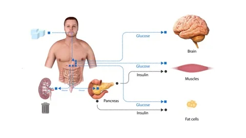 Glucose insulin schematic diagram, Educational medical information. 2d 3d a.. Stock Footage 248706193