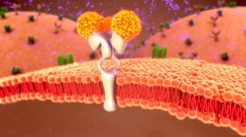 Glucose transport into cell Stockbeeldmateriaal 63395140