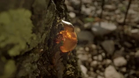 Glue attached to the bark of the tree Stock Footage 231629129