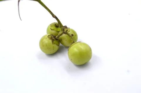 Glue berries image Stock Photos