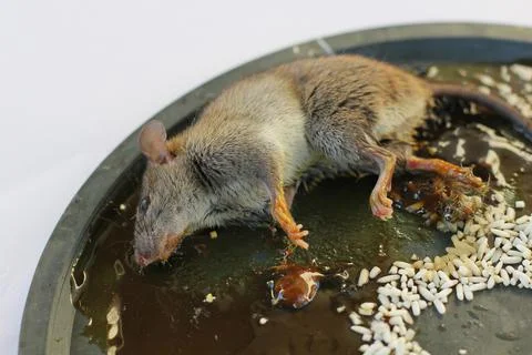 Glue trap Stock Photos