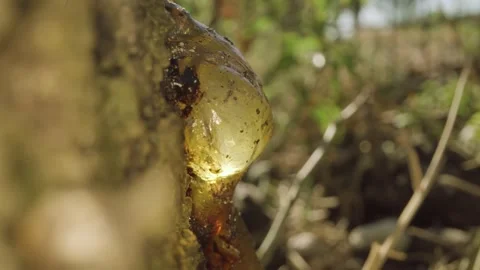 Glue on the tree Stock Footage 231629113