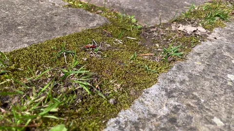 Glued fire bugs stuck together after mating, walking on moss, Close-up shot Stock Footage 228220904