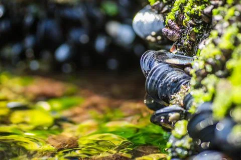 Glued sea shells on the rocks 스톡 사진