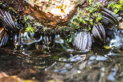 Glued sea shells on the rocks Stock Photos
