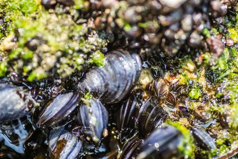 Glued sea shells on the rocks 스톡 사진