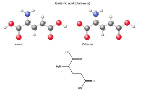 Glutamic acid (Glu) - chemical structural formula and models Ilustración de archivo