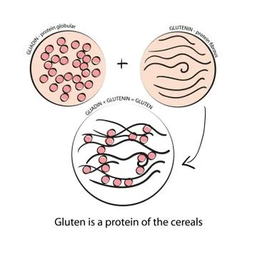 Gluten. Schematic drawing Stock Illustration