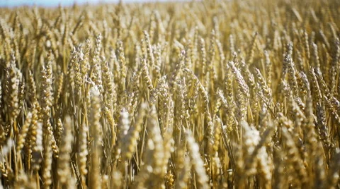 Gluten wheat cereal Stock Footage 65183891