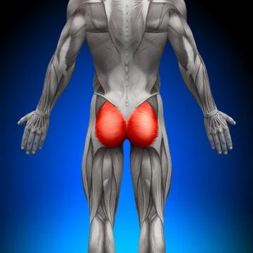 Gluteus Maximus Female Anatomy Muscles Stock Illustration