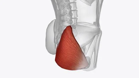 The gluteus maximus is the main extensor muscle of the hip in humans Stock Illustration