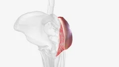 The mylohyoid muscle or diaphragma oris Stock Video Pond5