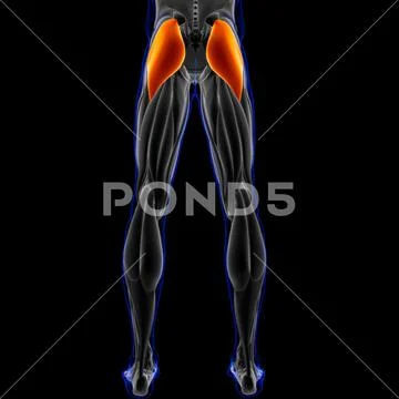 Gluteus Maximus Muscle Anatomy For Medical Concept 3D Illustration ...