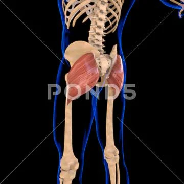 Gluteus Maximus Muscle Anatomy For Medical Concept 3D Illustration ...