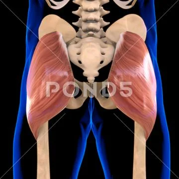 Gluteus Maximus Muscle Anatomy For Medical Concept 3D Illustration ...