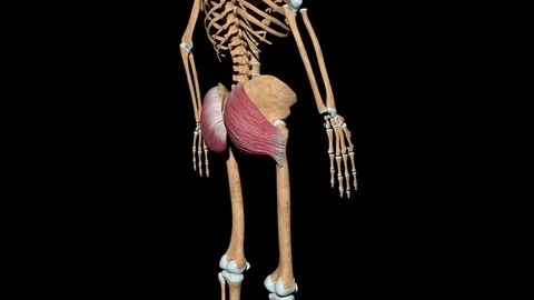 Gluteus Maximus Muscles on Skeleton 스톡 동영상 128356444