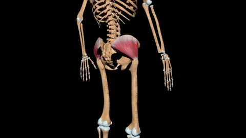 Gluteus Medius Muscles on Skeleton Video stock 128294573