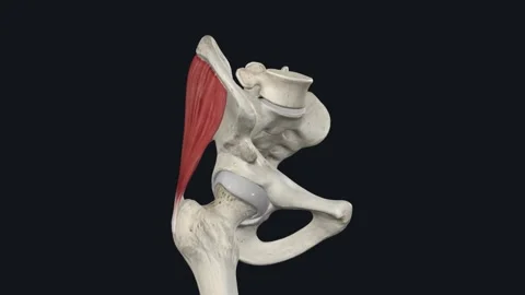 The gluteus medius, one of the three glu... | Stock Video | Pond5