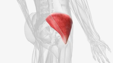 The gluteus medius, one of the three glu... | Stock Video | Pond5