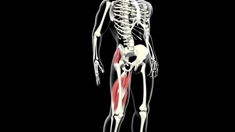 Gluteus Muscles Video stock 121719135