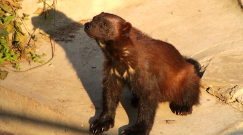 A glutton male in sunset light close up. Smart, dodgy and very strong predator Stock Footage 43073651