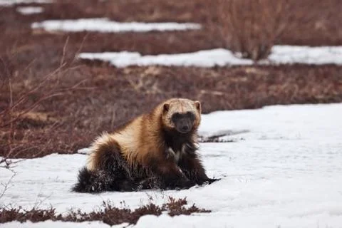 Glutton in the winter Stock Photos
