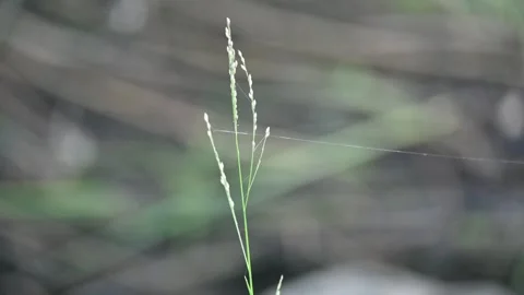 Glyceria maxima grass. Видео 330335968