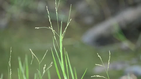 Glyceria maxima grass. 库存影片 330335975
