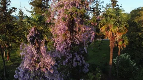 Glycine Flower On The Trees Stock Footage 168951153