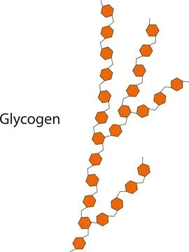 Glycogen Stock Illustration