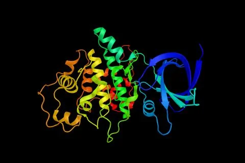 Glycogen synthase kinase-3 alpha, an enzyme implicated in the control of se.. Stock Illustration
