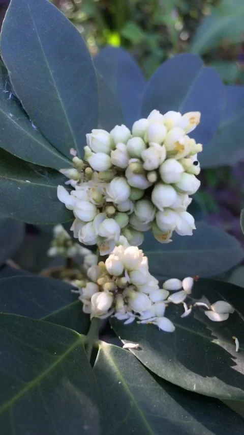 Glycosmis Blooming Stock Footage 211400753