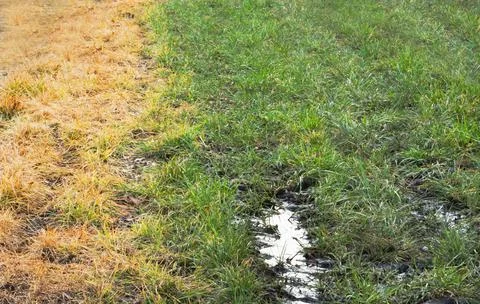 Glyphosate on grass Foto stock