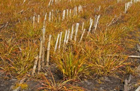 Glyphosate sprayed on grass between maize stubbles Stock Photos