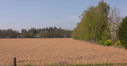 Glyphosate sprayed land, bordered by green birch trees. Stock Footage 128796890