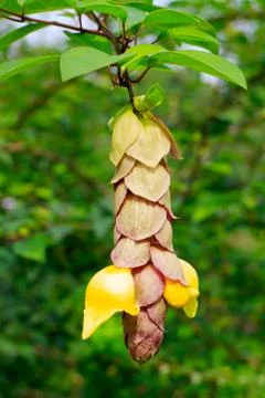 Gmelina philippensis cham Stock Photos