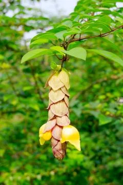 Gmelina philippensis cham Stock Photos