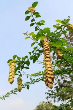 Gmelina philippensis cham Stock Photos