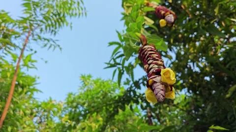 Gmelina philippensis Stock Footage 271118565