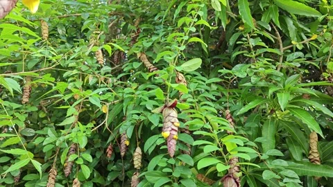 Gmelina philippensis Stock Footage 271118710