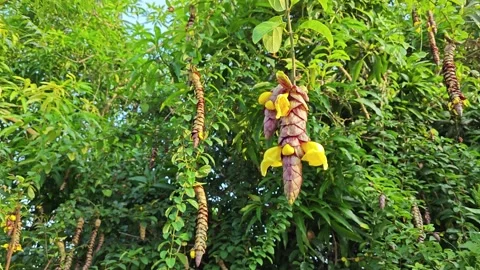 Gmelina philippensis Stock Footage 271118747