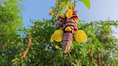 Gmelina philippensis Stock Footage 271118766