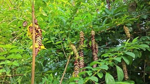 Gmelina philippensis Stock Footage 271118835