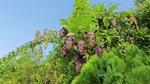 Gmelina philippensis Stock Footage 271118888