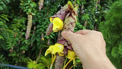 Gmelina philippensis Stock Footage 271431885