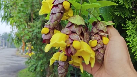 Gmelina philippensis Stock Footage 271431919