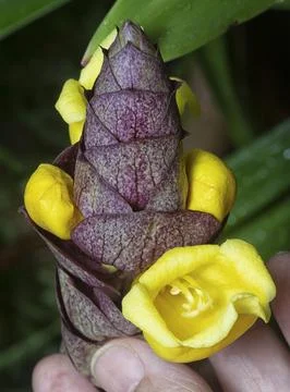 Gmelina philippensis Stock Photos