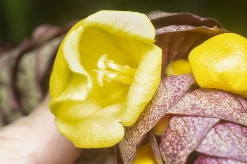 Gmelina philippensis Stock Photos