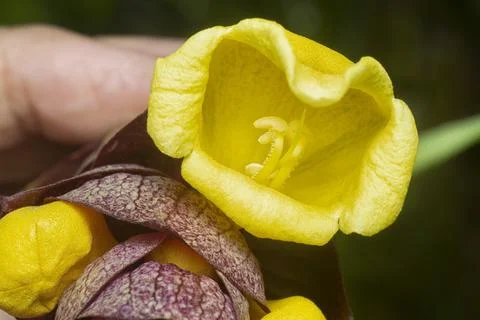Gmelina philippensis Stock Photos